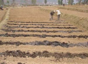 東營自走式翻堆機(jī) 有機(jī)肥翻拋的綠色環(huán)保新選擇